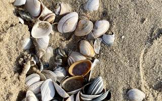 Strandgut sammeln: Was ist erlaubt und was nicht?
