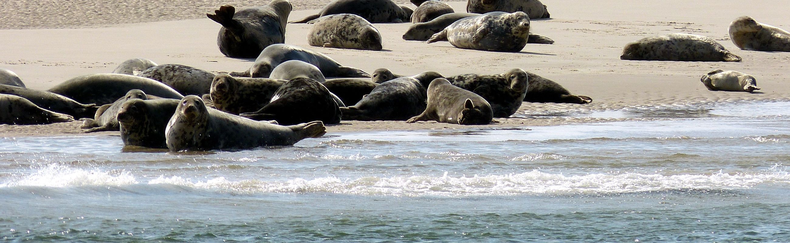 Seehunde beobachten, schön am Meer