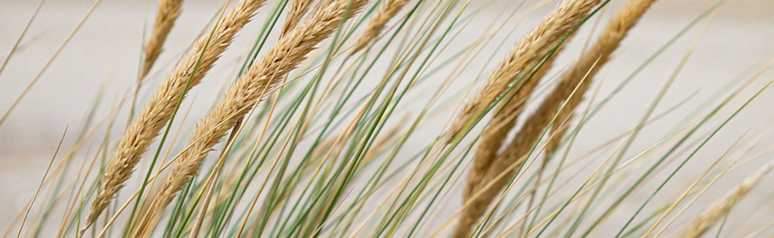 LekkerNaarZee Callantsoog