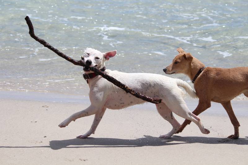 Hund am meer Callantsoog