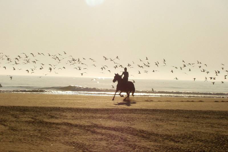 Pferd im Urlaub