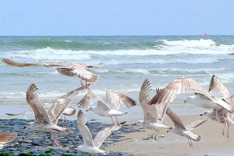Strand LekkerNaarZee Callantsoog