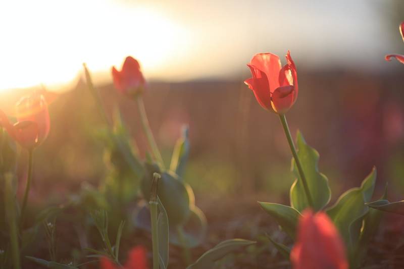 Tulpen in Holland