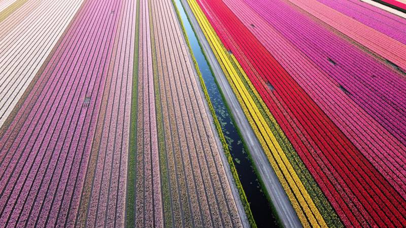 Tulpen