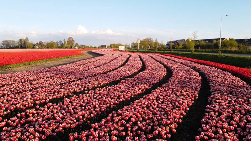 Tulpen