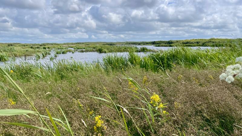Wandern in Nordholland LekkerNaarZee 