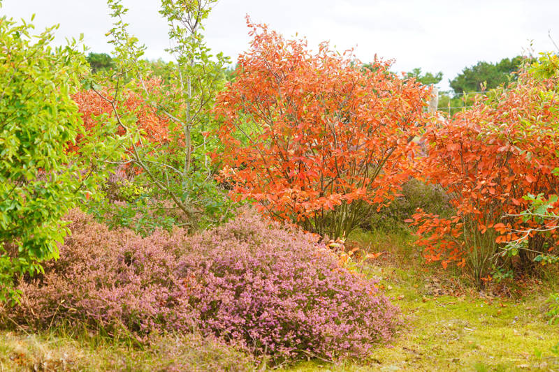 Herbst und Heide Callantsoog