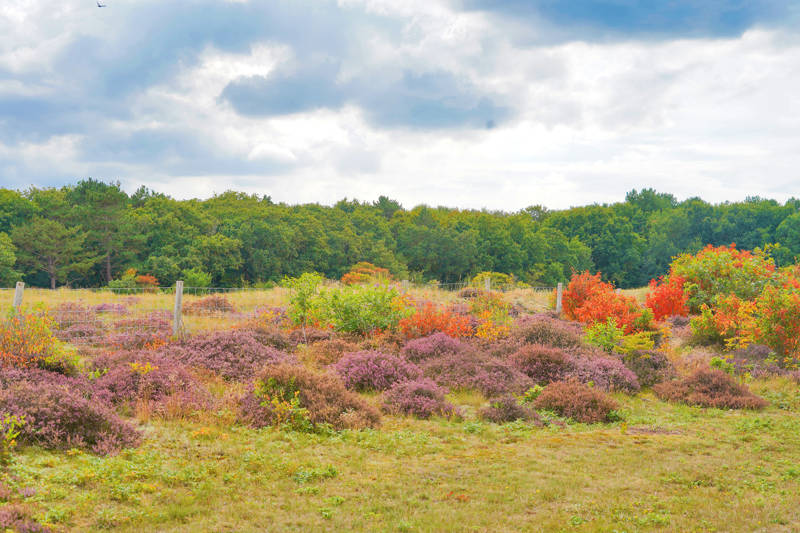 Herbst und Heide Callantsoog