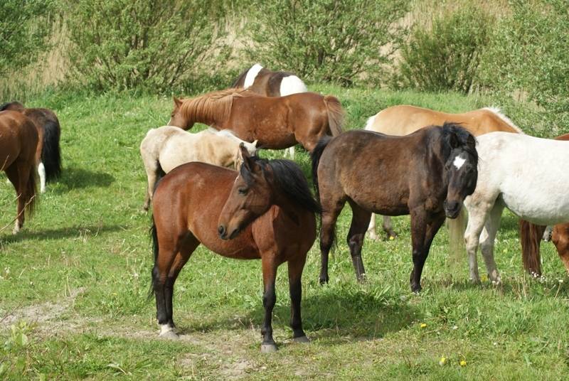 Reiten am Strand im Urlaub
