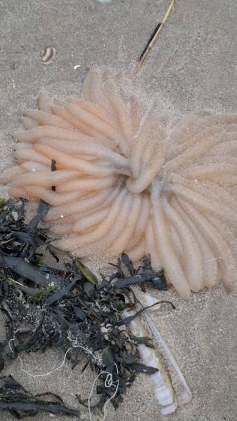 Strandgut sammeln in Callantsoog