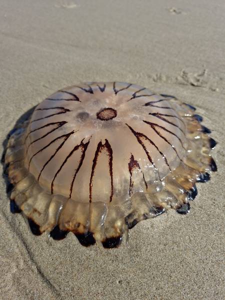 Strandgut sammeln in Callantsoog