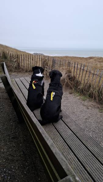 Meeresleuchten bei Callantsoog