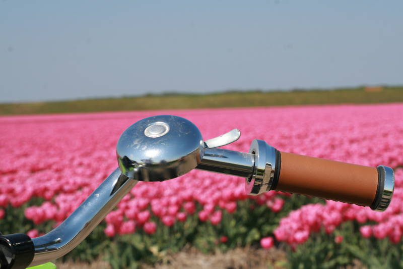 Tulpen LekkerNaarZee Callantsoog