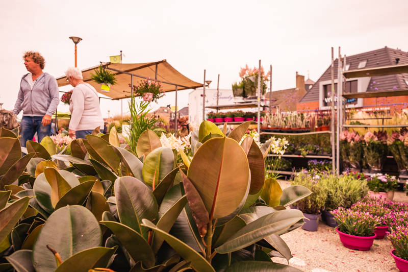 Tulpen LekkerNaarZee Callantsoog