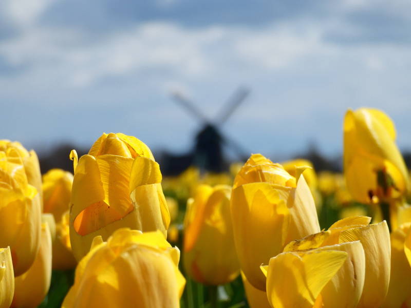 Tulpen LekkerNaarZee Callantsoog