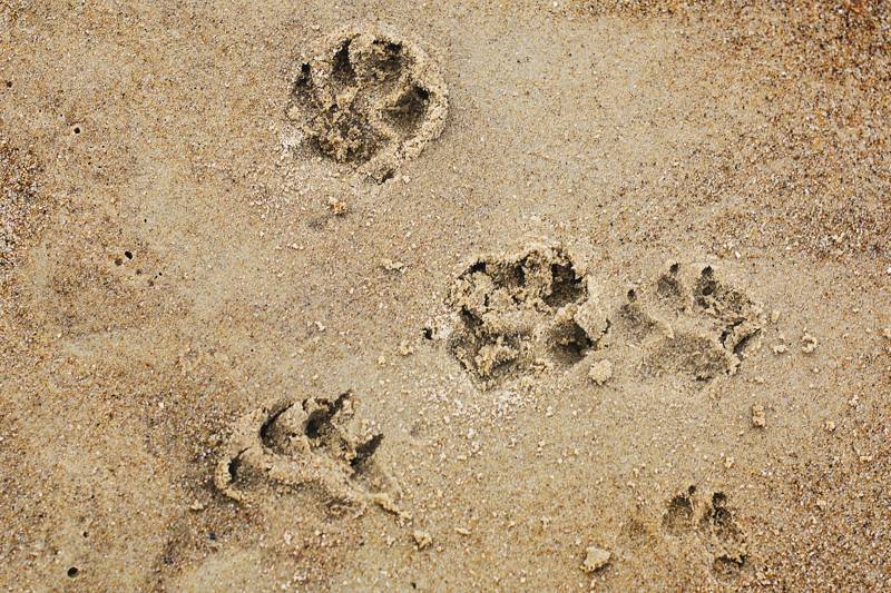 Hond strand callantsoog