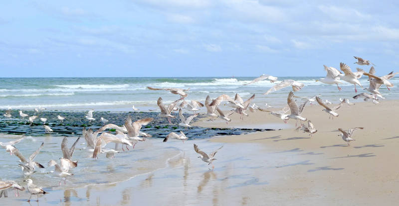 meeuwen bij de pier van Callantsoog