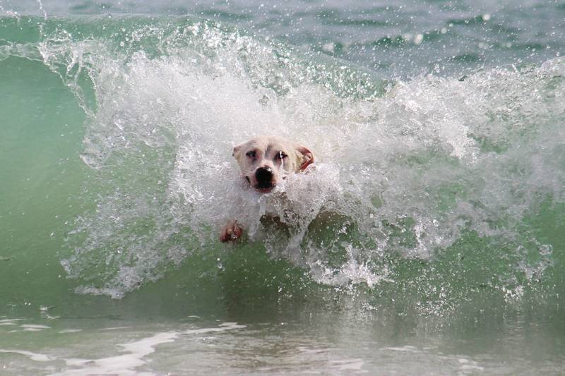 Mit Hund an der Nordsee