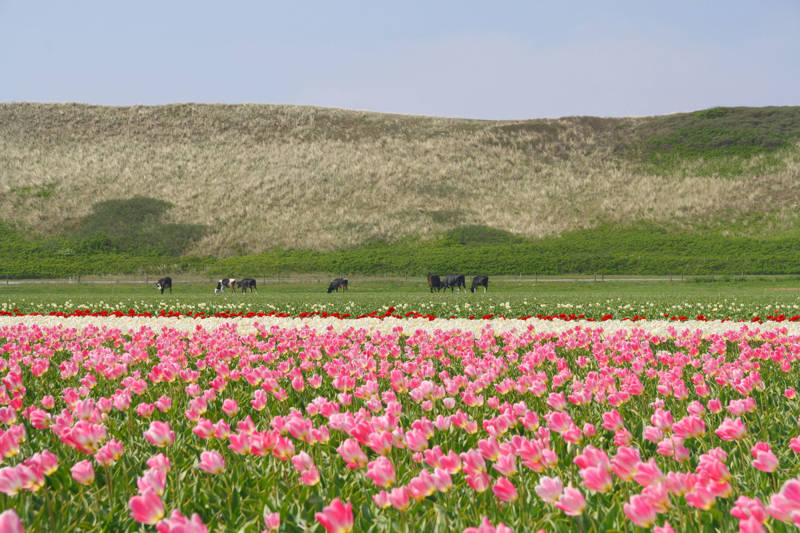 Ferienhaus Noord Holland LekkerNaarZee