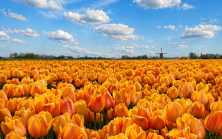 Tulpen Noord Holland Callantsoog LekkerNaarZee