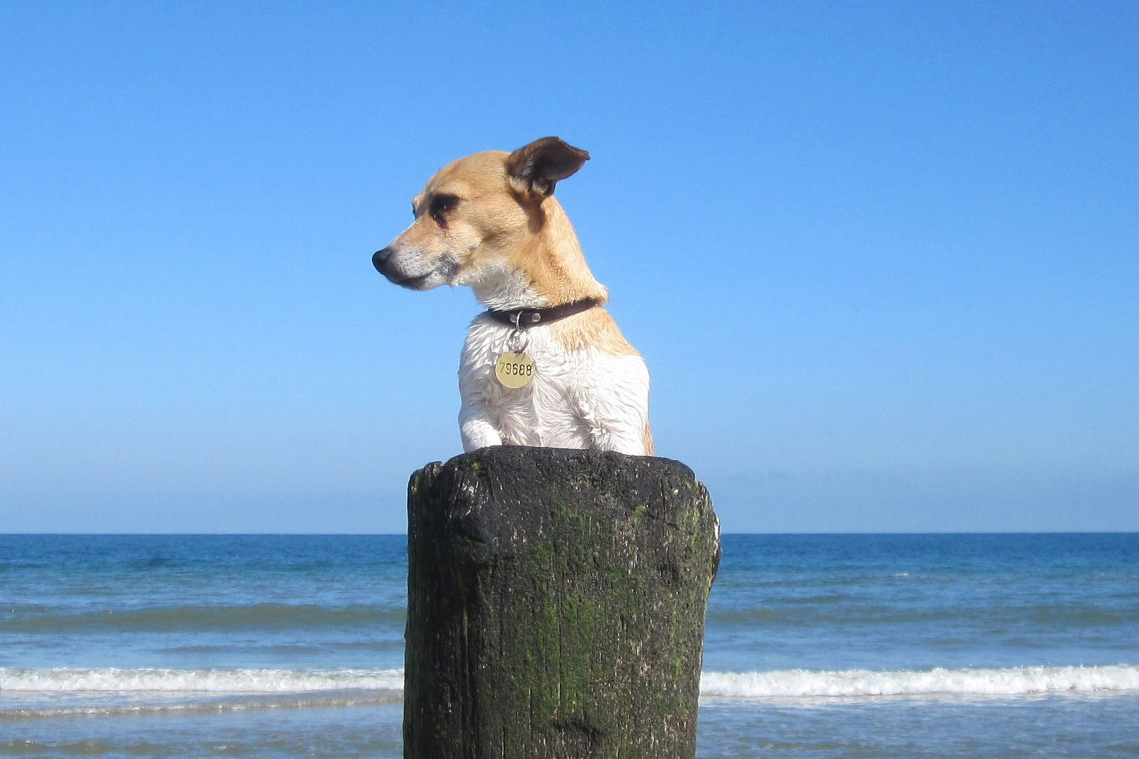 Hund am Strand im Urlaub in Callantsoog