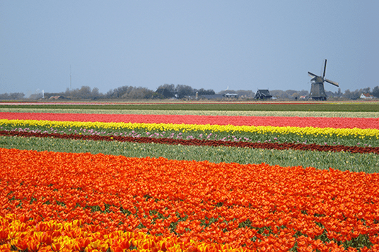 Tulpen Niederlande Julianadorp